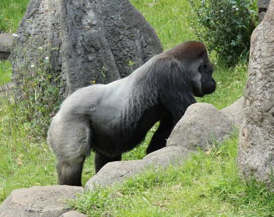 ゴリラが死ぬ夢