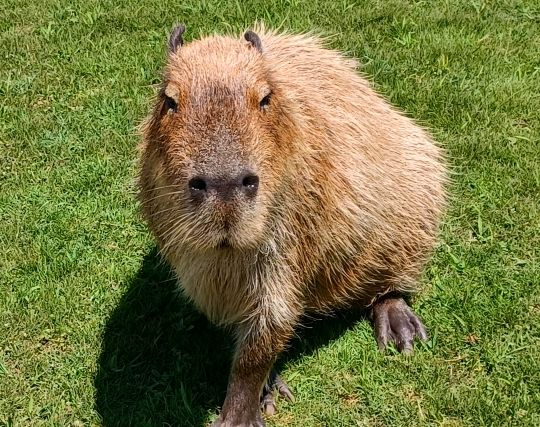 カピバラに追いかけられる夢