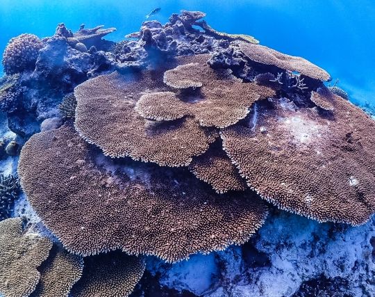 サンゴが現れて安心する夢