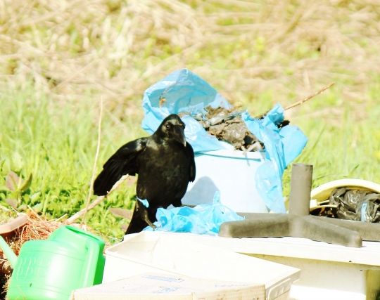 カラスが事故を起こす夢