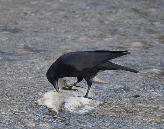 カラスが噛む夢