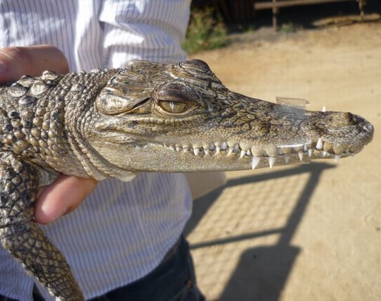 怖いワニを飼い慣らす夢