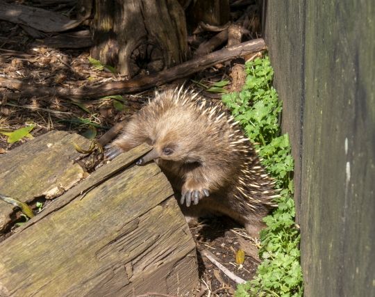 ハリモグラを追いかける夢