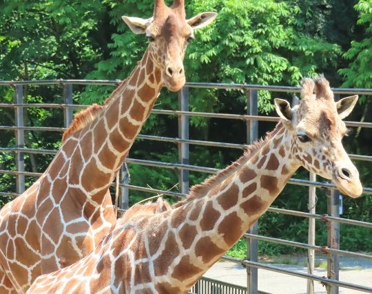 キリンを飼う夢