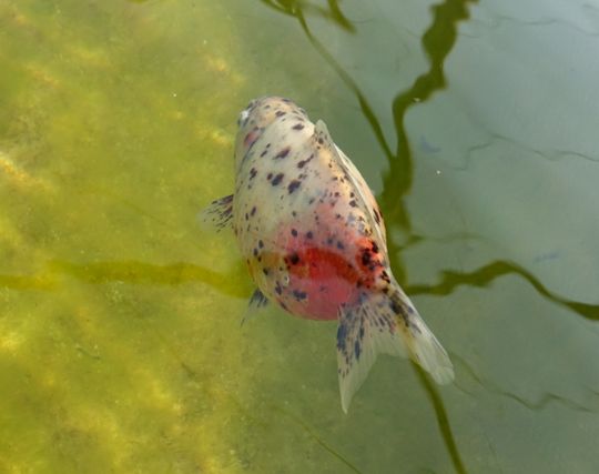 金魚に逃げられる夢