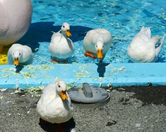 たくさんのガチョウの夢