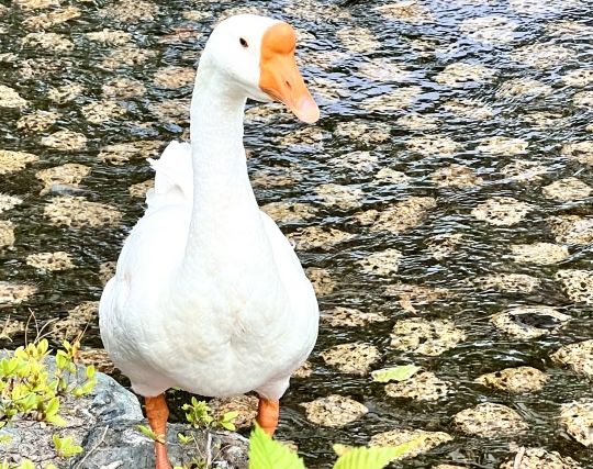 白いガチョウの夢