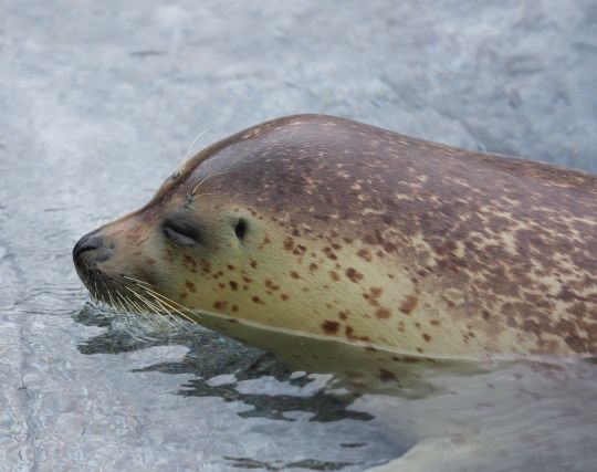 アザラシを追いかける夢