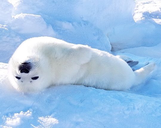 アザラシが現れて喜ぶ夢