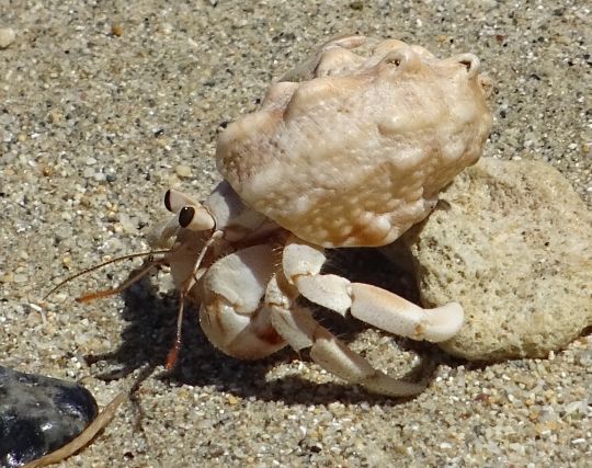 ヤドカリに逃げられる夢