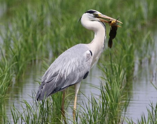 鷺が獲物を捕まえる夢