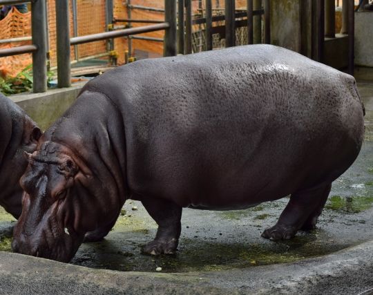 黒いカバの夢