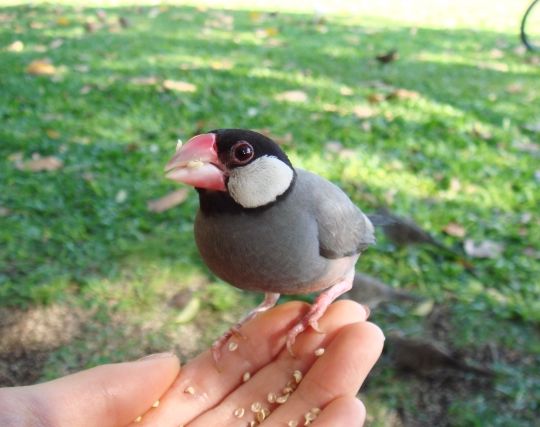 かわいい文鳥の夢