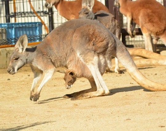 カンガルーが現れて安心する夢