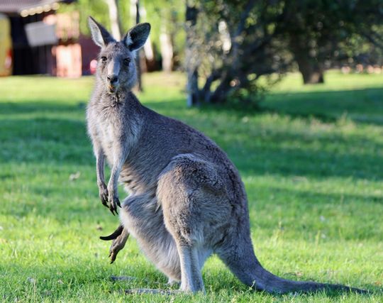 カンガルーに騙される夢