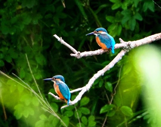 カワセミが結婚する夢