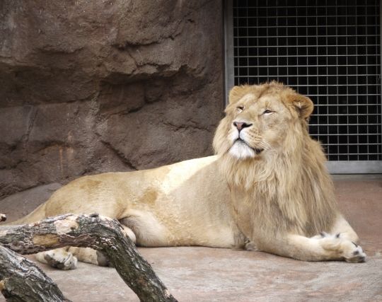 獰猛なライオンを飼い慣らす夢