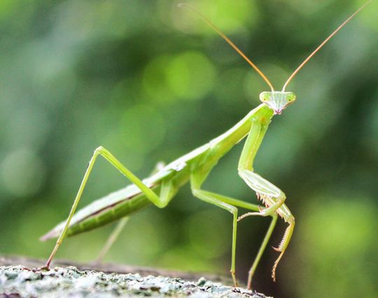 カマキリになる夢