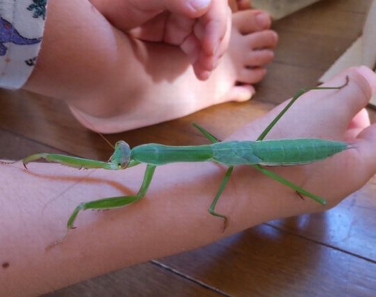 カマキリを飼う夢