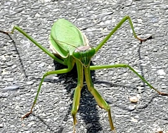 カマキリをいじめる夢