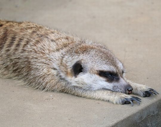 ミーアキャットが転ぶ夢