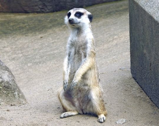 立派なミーアキャットの夢