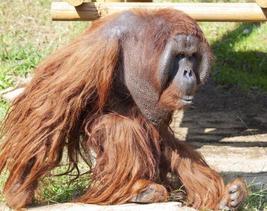 オラウータンに刺される夢