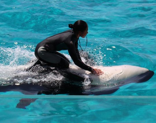 シャチが浮気する夢