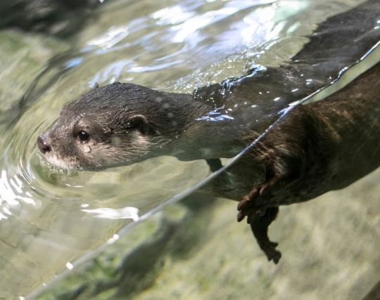 カワウソになる夢