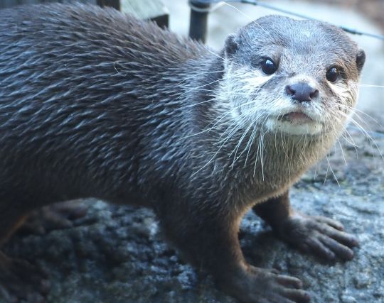 黒いカワウソの夢