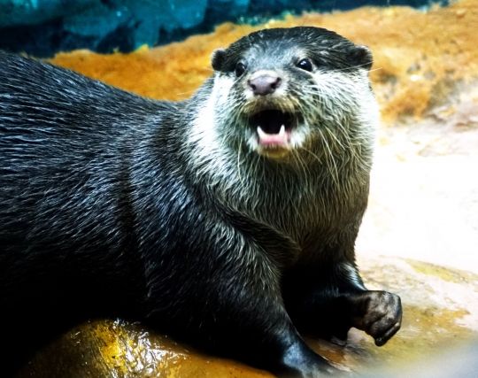 カワウソが泣く夢