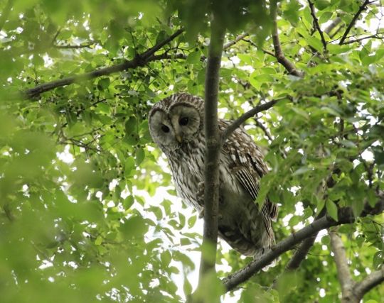 フクロウが自殺する夢