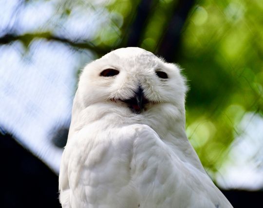 フクロウが笑う夢