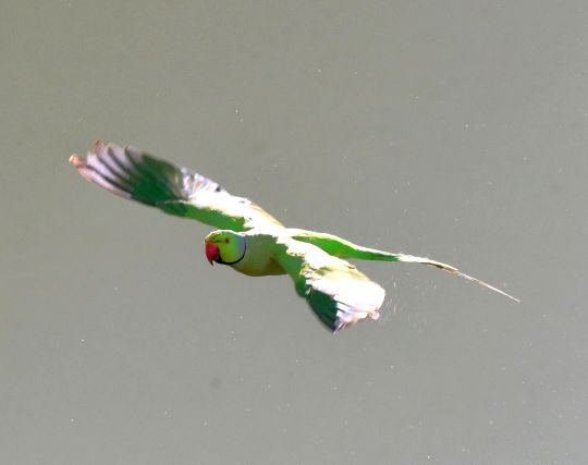 インコが大空を羽ばたく夢