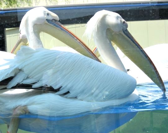 ペリカンが浮気する夢