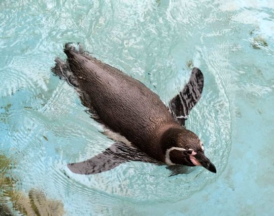 黒いペンギンの夢