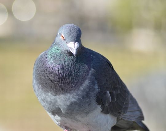 鳩になる夢