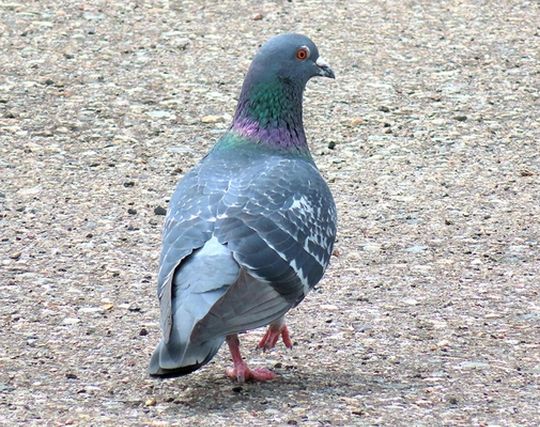 鳩を追いかける夢