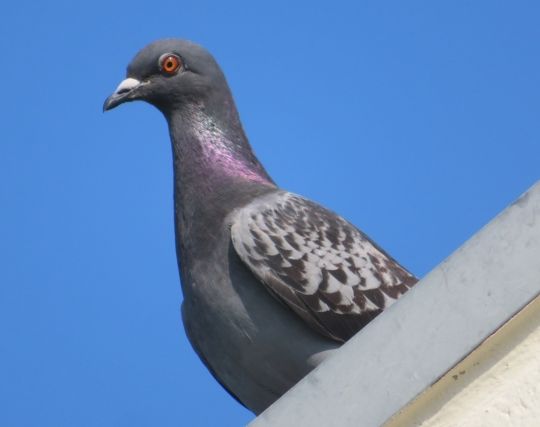 鳩が現れて喜ぶ夢