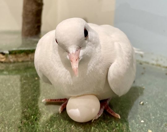 鳩が卵を抱いている夢