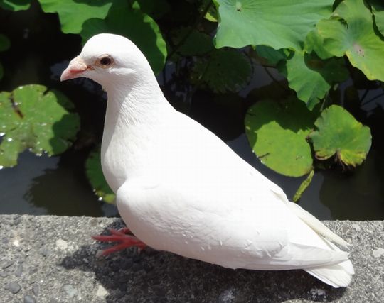 鳩にプロポーズされる夢