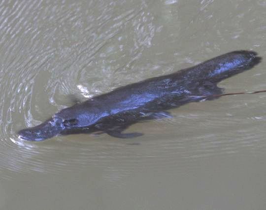 大きなカモノハシの夢