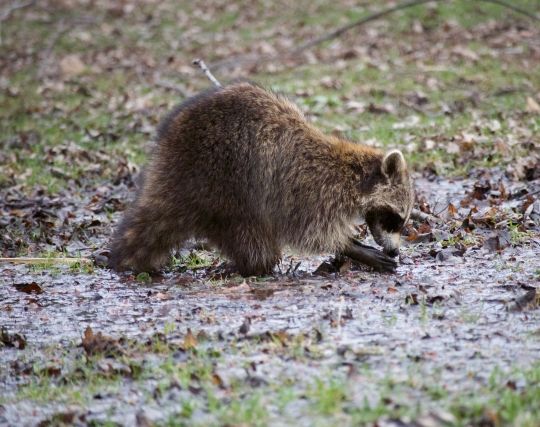 アライグマが獲物を捕まえる夢