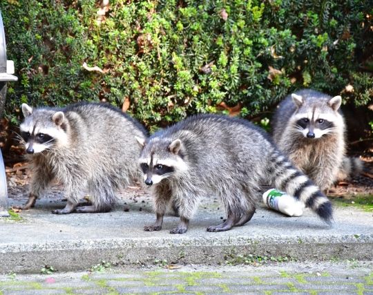 灰色のアライグマの夢