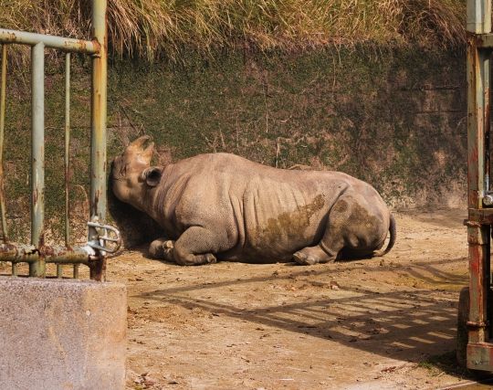 サイが倒れる夢