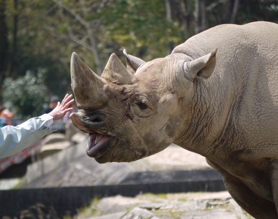 サイをかわいがる夢