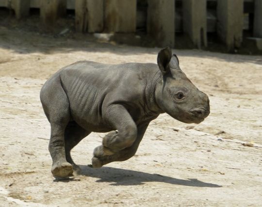 サイが走る夢