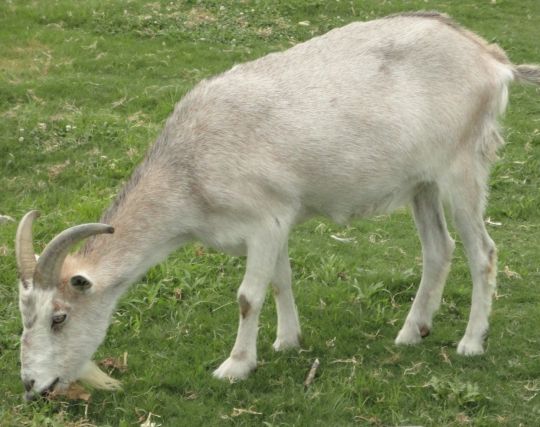 動物が生贄になって悲しい夢