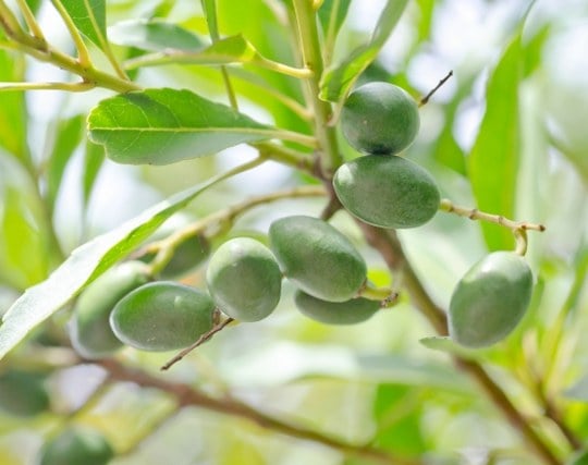 種から育った植物にたくさんの果実がなる夢