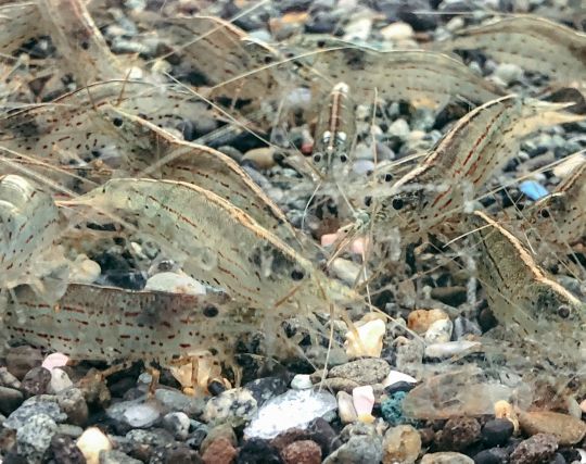 海老の卵が孵化する夢